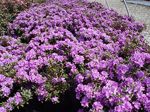 Purple Gem Rhododendron