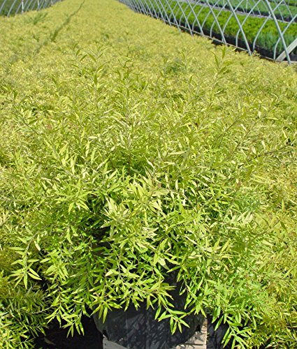 Mellow Yellow Spiraea