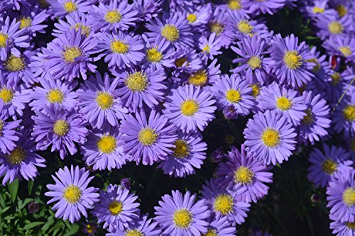 Kickin® Sapphire Fall Aster