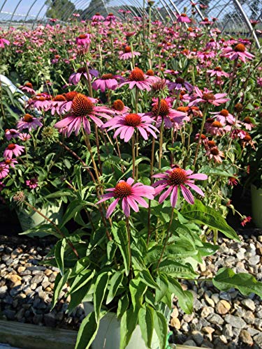 Ruby Star Coneflower