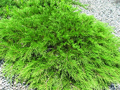 Celtic Pride® Siberian Cypress