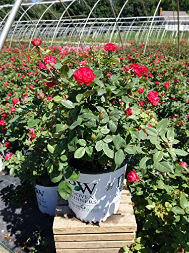 Oso Easy Double Red® Landcape Rose