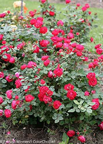 Oso Easy Double Red® Landcape Rose