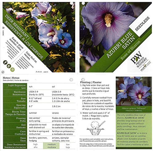 Azurri Blue Satin® Rose of Sharon