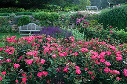 Double Knock Out® Rose
