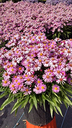 Woods Pink Aster