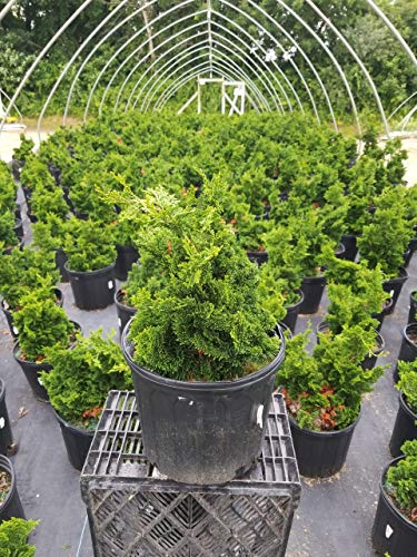 Templehof Hinoki Cypress