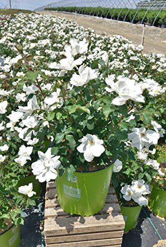 White Knock Out® Rose