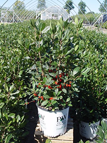 Little Goblin® Red Winterberry