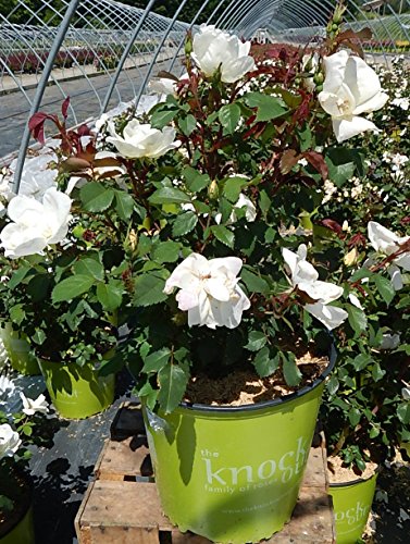 White Knock Out® Rose