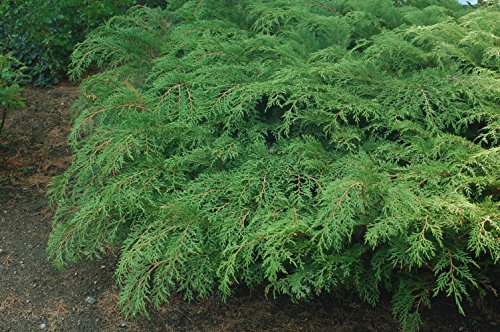 Russian Cypress