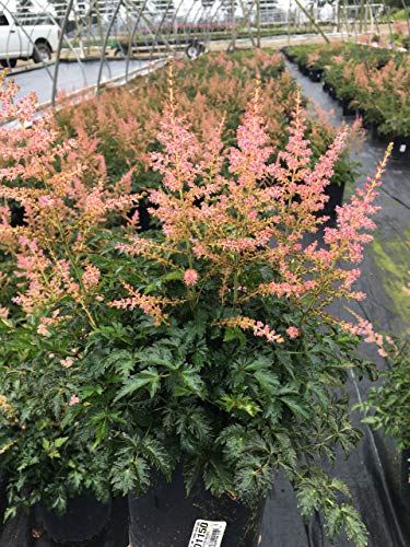 Hennie Graafland Astilbe