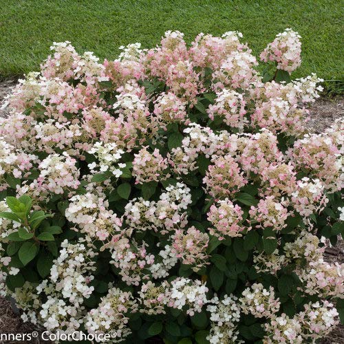 Little Quick Fire® Panicle Hydrangea