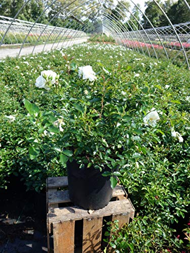 White Flower Carpet Rose