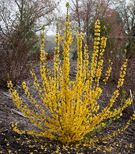 Show Off® Starlet Forsythia