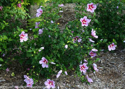 Orchid Satin® Rose of Sharon