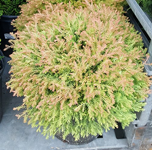 Fire Chief™ Globe Arborvitae