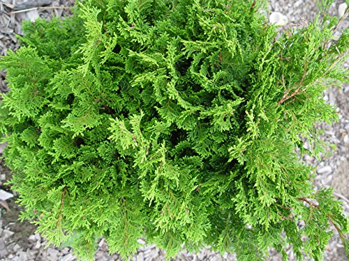 Templehof Hinoki Cypress