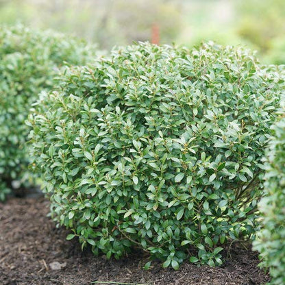 Strongbox® Inkberry Holly