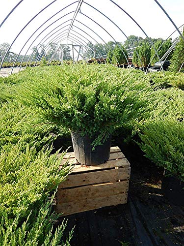 Compact Juniper Compact Andorra Juniper – Green Promise Farms