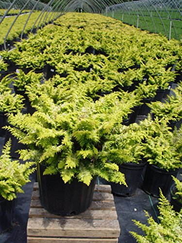 Fernspray Gold False Cypress