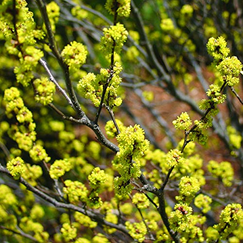 Spicebush