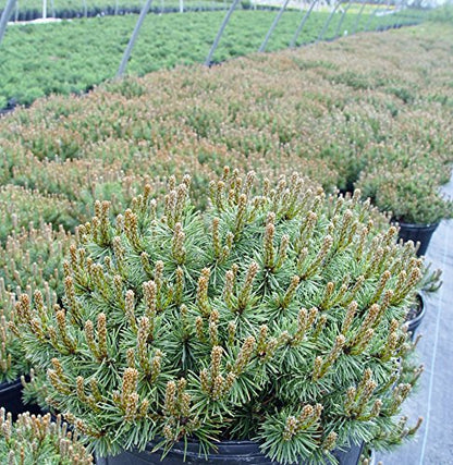 Slowmound Mugo Pine