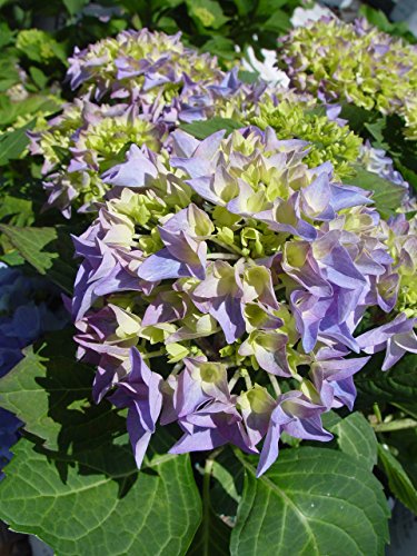 Let's Dance® Rhythmic Blue® Hydrangea