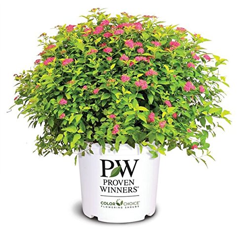 Double Play® Gold Spirea – Green Promise Farms