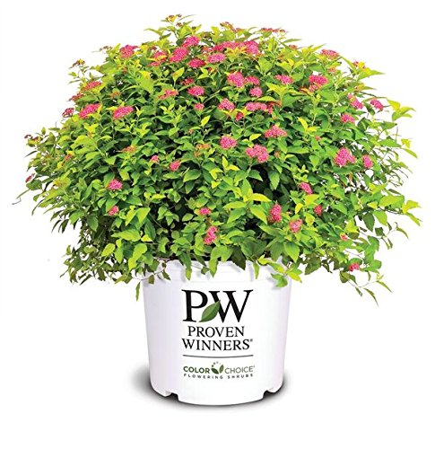 Double Play® Gold Spirea