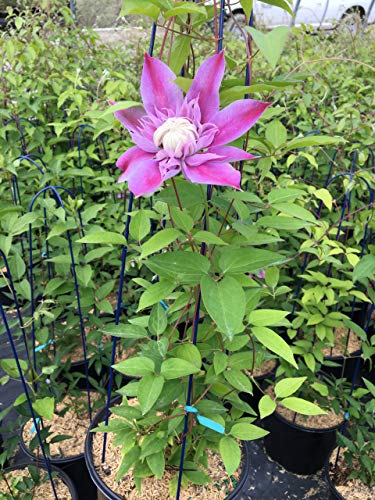 Josephine&#8482; Clematis