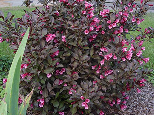 Wine & Roses® Weigela