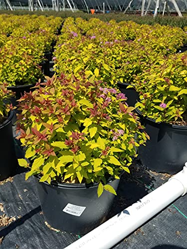 Magic Carpet Spiraea