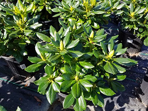 Gold Prinz Rhododendron