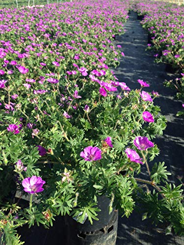 New Hampshire Cranesbill Geranium