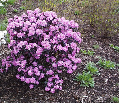 Midnight Ruby Rhododendron