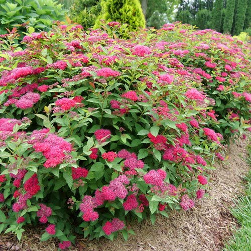 Double Play Doozie® Spirea