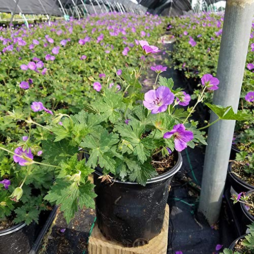 Rozanne Cranesbill Geranium