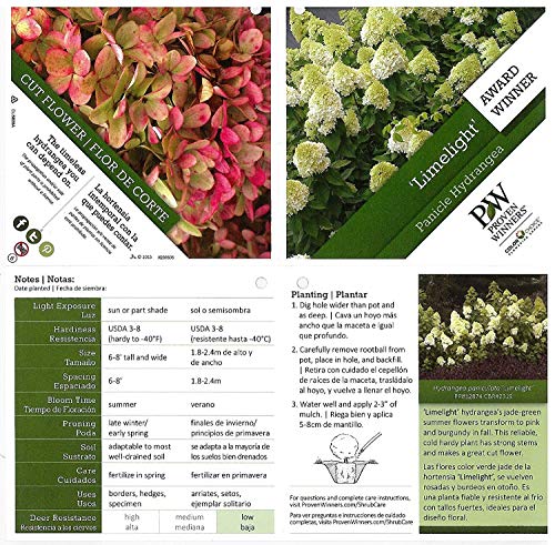 Limelight Hydrangea