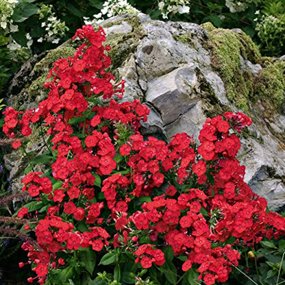 Volcano® Red Garden Phlox