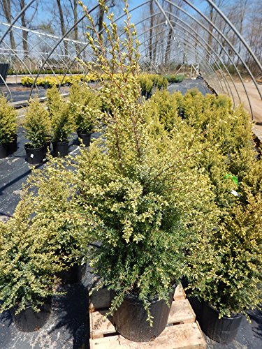 Gold Cone Juniper