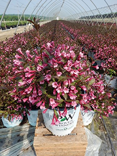 Fine Wine® Weigela