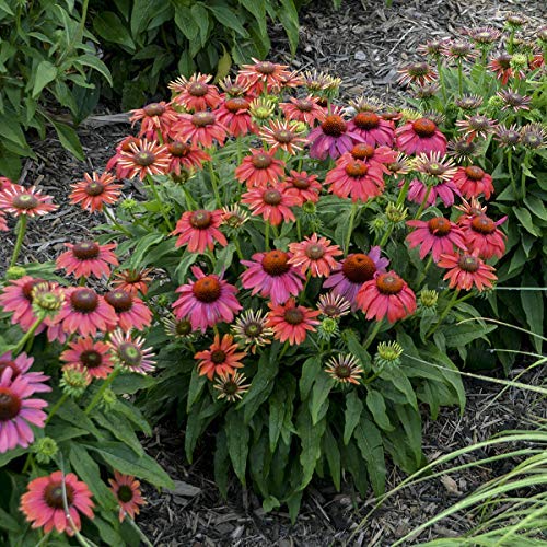 Firefinch&#8482; Coneflower