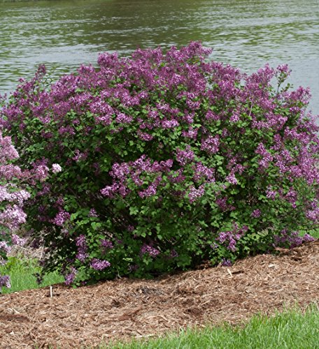 Bloomerang® Dark Purple Lilac