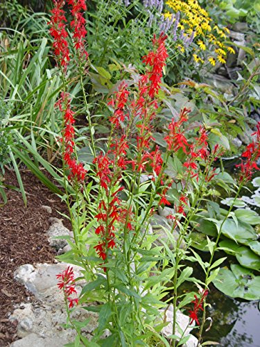 Cardinal Flower