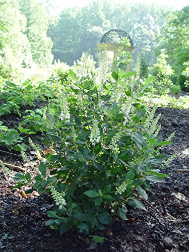 Summer Sweet / Sweet Pepper Bush