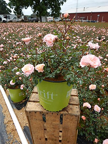 Apricot Drift® Rose