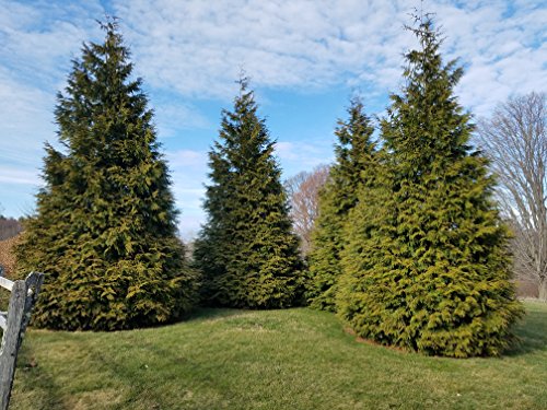 Green Giant Western Arborvitae