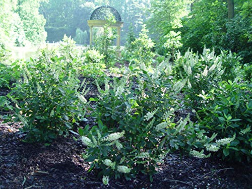 Summer Sweet / Sweet Pepper Bush