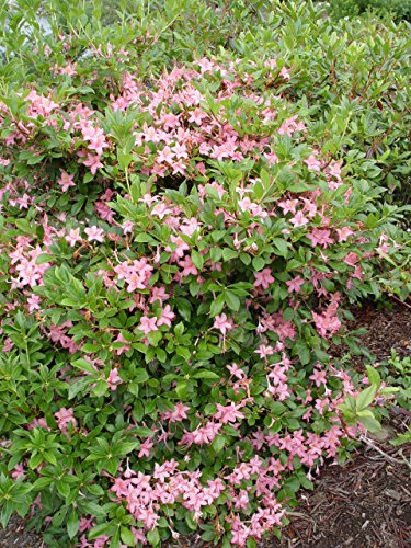 Pink and Sweet Swamp Azalea